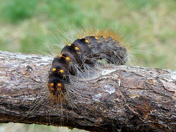 mramorovka rakytová  Acronicta auricoma