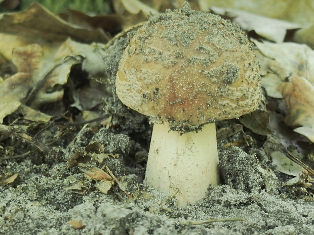 muchotrávka červenkastá Amanita rubescens Pers.