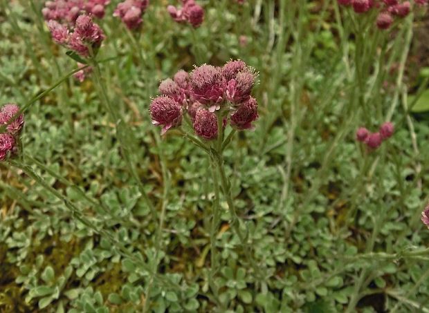 plešivec dvojdomý   /   kociánek dvoudomý Antennaria dioica (L.) Gaertn.