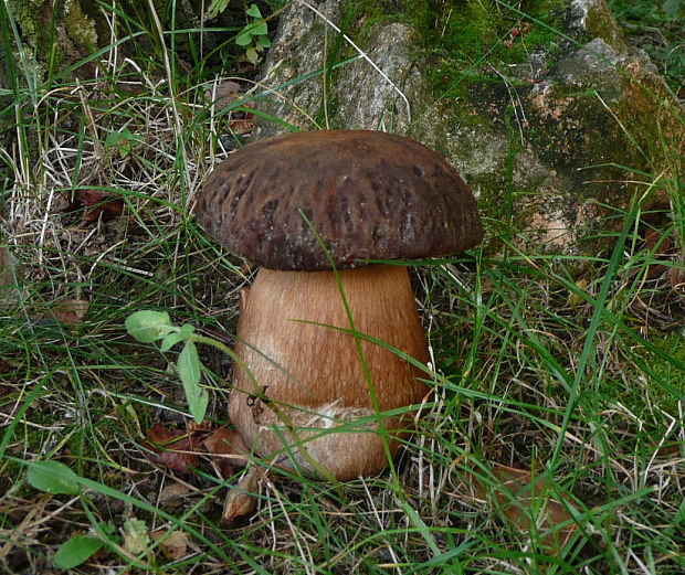 hríb bronzový Boletus aereus Bull. ex Fr.