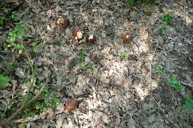 hríb smrekový Boletus edulis Bull.