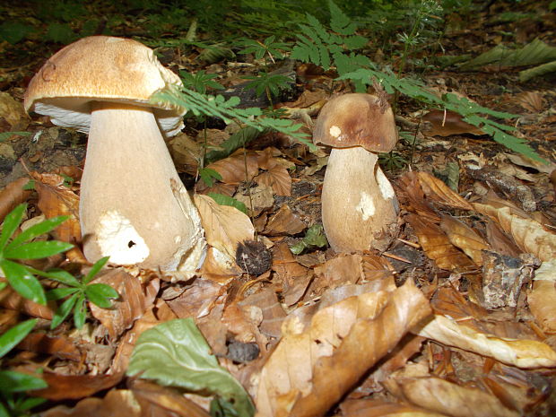 hríb dubový Boletus reticulatus Schaeff.