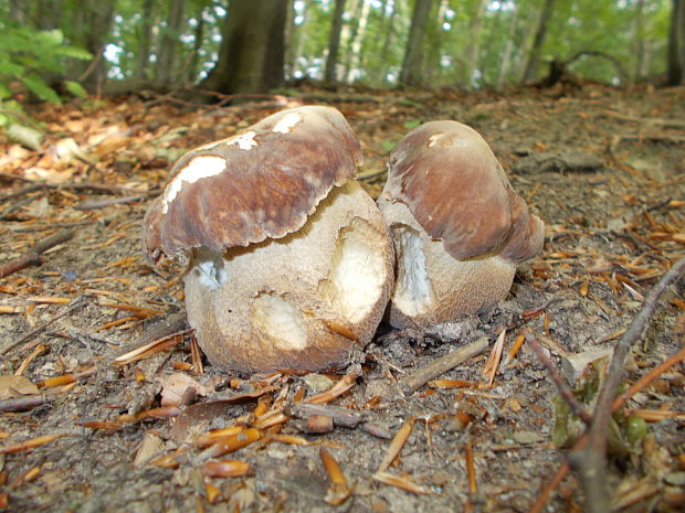 hríb dubový Boletus reticulatus Schaeff.