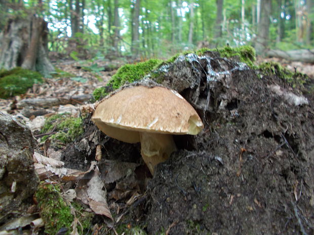 hríb dubový Boletus reticulatus Schaeff.