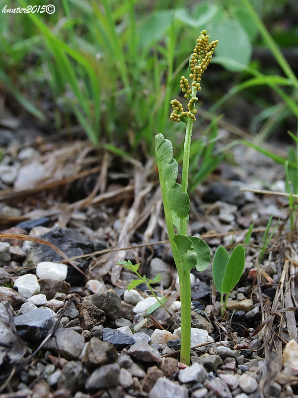 vratička mesiačikovitá Botrychium lunaria (L.) Sw.