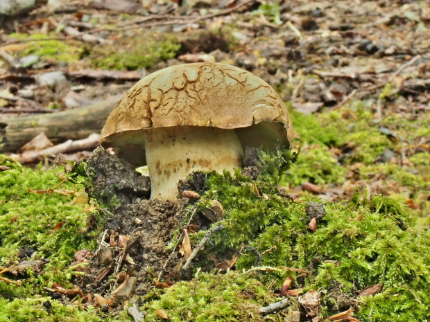 hríb príveskatý Butyriboletus appendiculatus (Schaeff. ex Fr.) Secr.