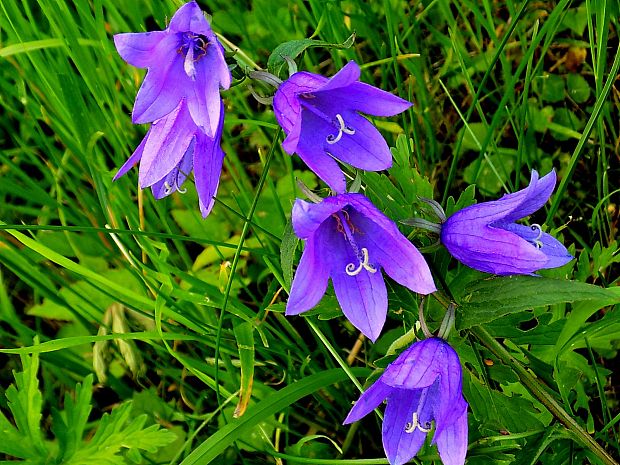 zvonček broskyňolistý Campanula persicifolia L.