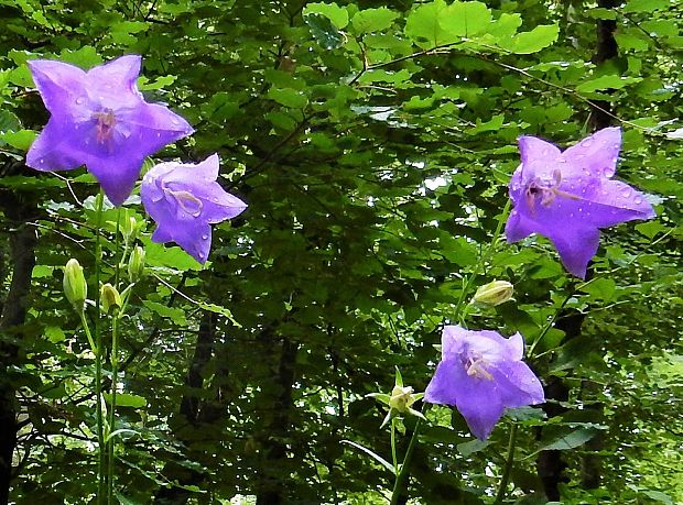 zvonček broskyňolistý Campanula persicifolia L.