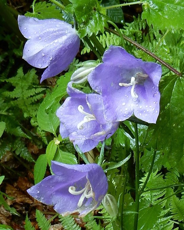 zvonček broskyňolistý Campanula persicifolia L.