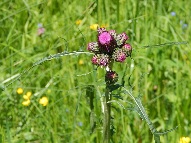 pichliač močiarný Cirsium palustre (L.) Scop.