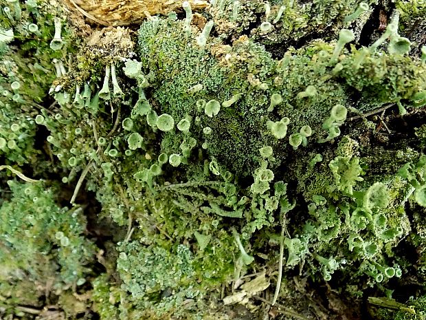 dutohlávka riasnatá Cladonia fimbriata (L.) Fr.