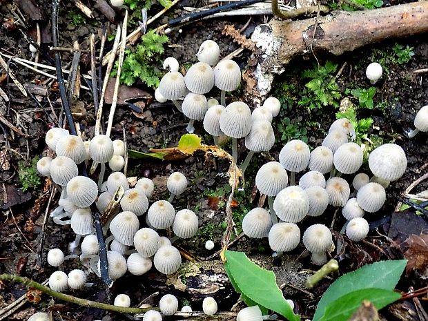 hnojník rozsiaty Coprinellus disseminatus (Pers.) J.E. Lange