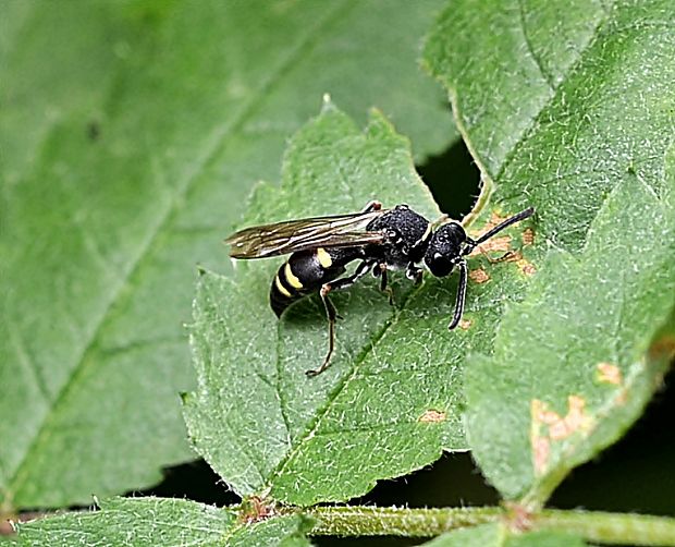 kutavka Crabronidae sp