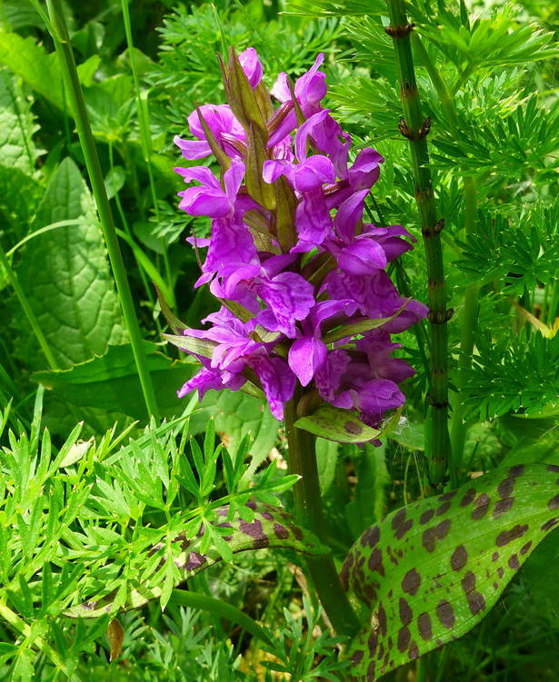 vstavačovec májový pravý Dactylorhiza majalis subsp. majalis (Reincherb.) Hunt & Summerh.