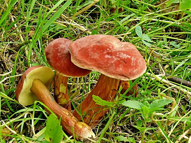 suchohríb karmínový Hortiboletus rubellus (Krombh.) Simonini, Vizzini & Gelardi