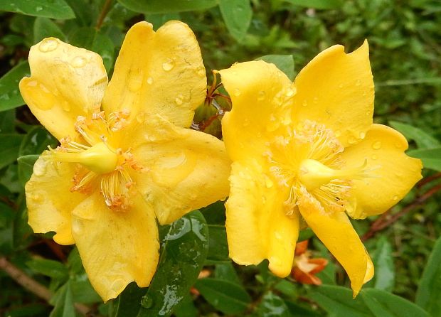 ľubovník  Hypericum sp.