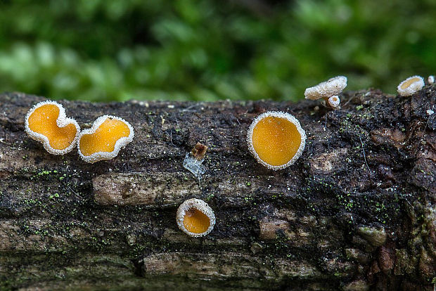 vlnuška neškodná Lachnellula cf. occidentalis (G.G. Hahn & Ayers) Dharne