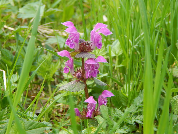 hluchavka škvrnitá Lamium maculatum L.