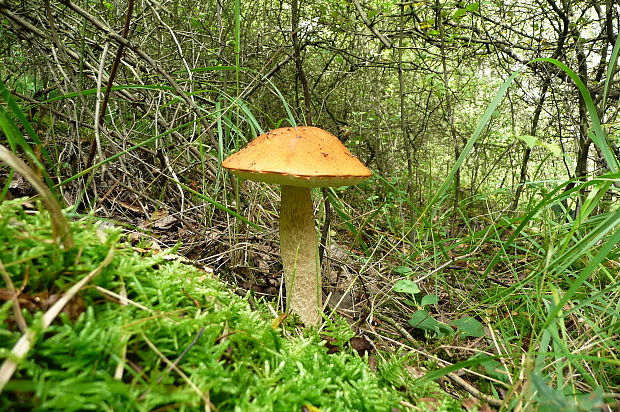 kozák osikový Leccinum albostipitatum den Bakker & Noordel.