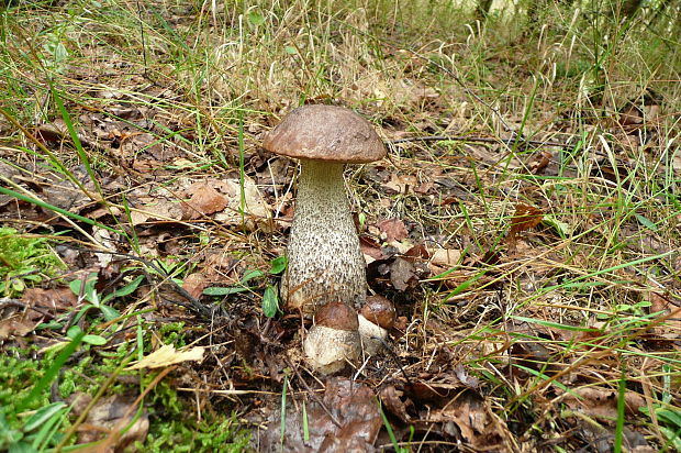 kozák brezový Leccinum scabrum (Bull.) Gray