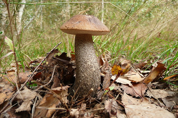 kozák brezový Leccinum scabrum (Bull.) Gray