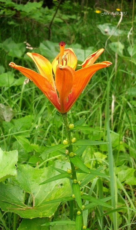 ľalia cibuľkonosná Lilium bulbiferum L.