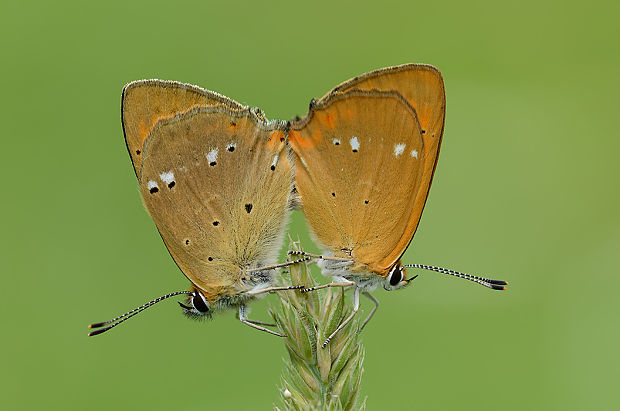 ohniváčik zlatobyľový Lycaena virgaureae