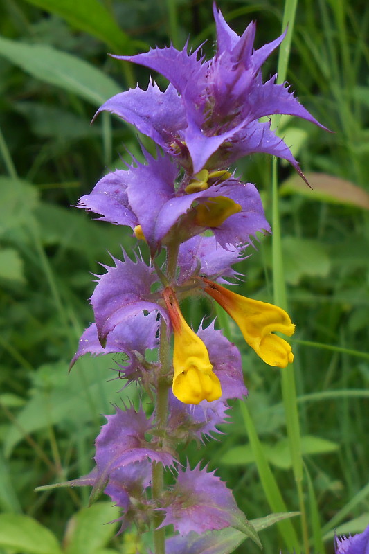 čermeľ hájny Melampyrum nemorosum L.