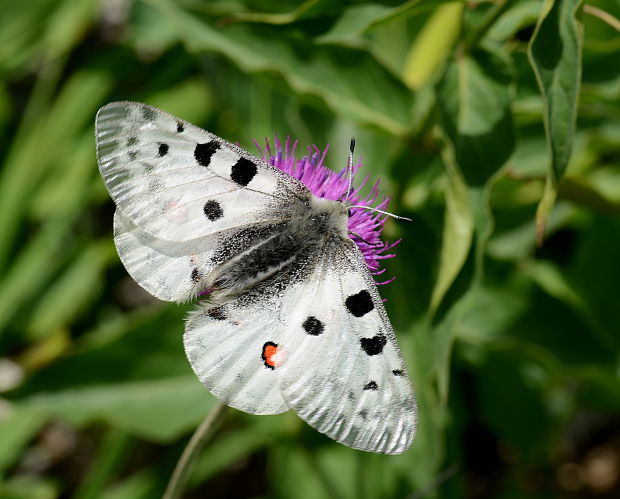 jasoň červenooký Parnassius apollo