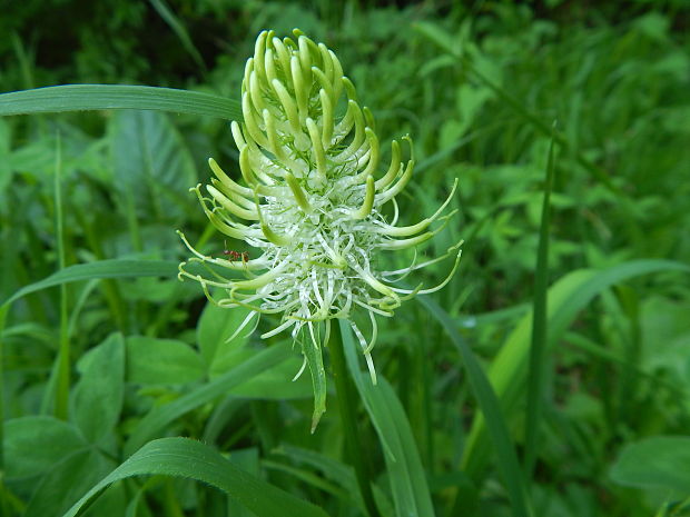 zerva klasnatá Phyteuma spicatum L.