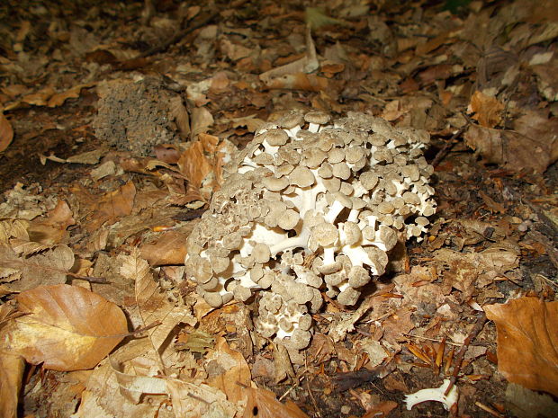 trúdnik klobúčkatý Polyporus umbellatus (Pers.) Fr.