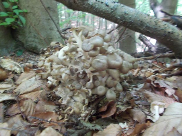 trúdnik klobúčkatý Polyporus umbellatus (Pers.) Fr.