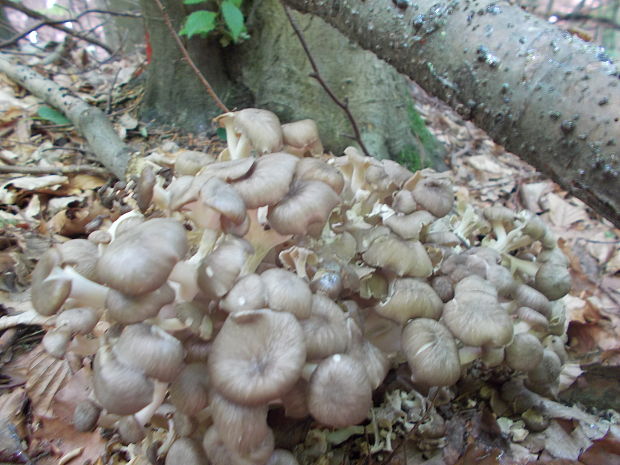 trúdnik klobúčkatý Polyporus umbellatus (Pers.) Fr.