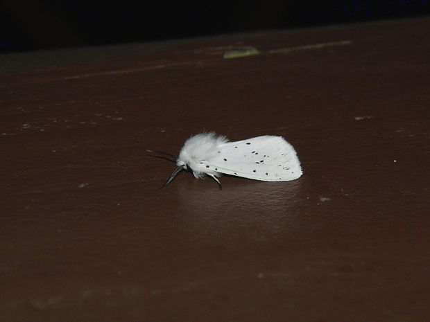 spriadač obyčajný   /   přástevník mátový Spilosoma lubricipeda Linnaeus, 1758