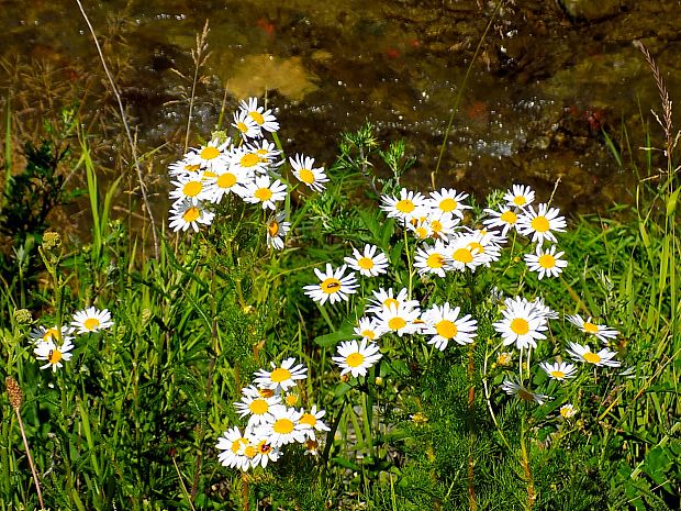 parumanček nevoňavý Tripleurospermum perforatum (Mérat) M. Lainz