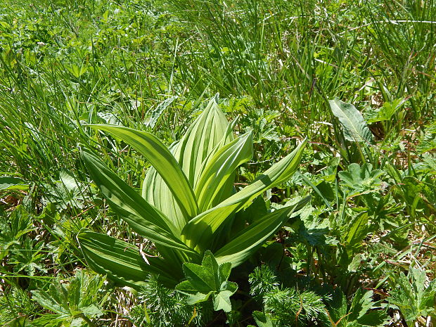 kýchavica biela lobelova Veratrum album subsp. lobelianum (Bernh.) Arcang.