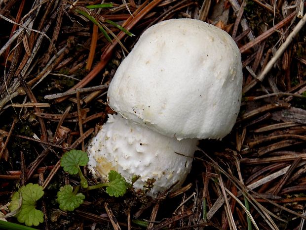 pečiarka Agaricus sp.