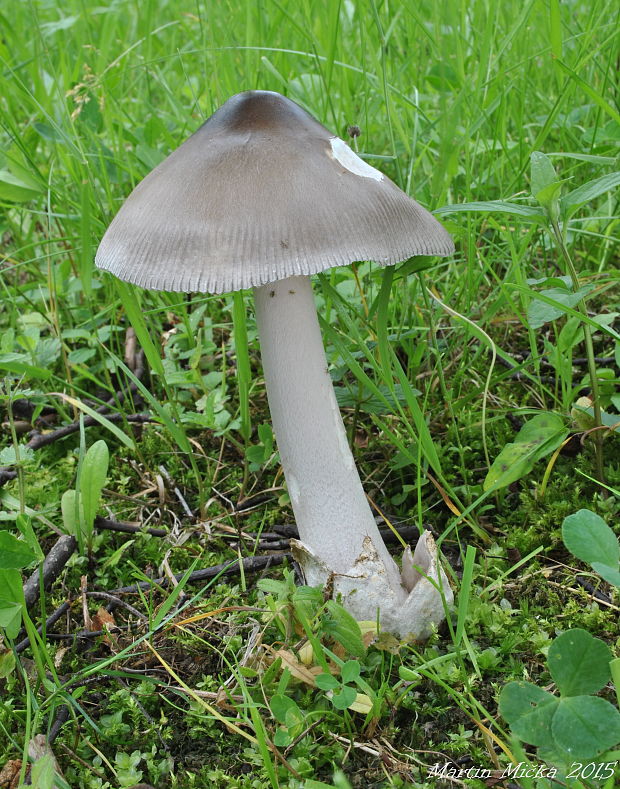 muchotrávka pošvatá Amanita vaginata (Bull.) Lam.