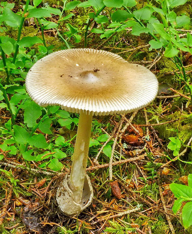 muchotrávka pošvatá Amanita vaginata (Bull.) Lam.