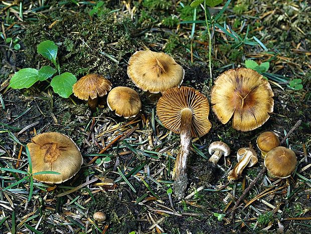 pavučinovec kužeľovitý Cortinarius conicoides Bidaud