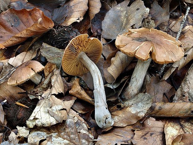 pavučinovec rebarborový Cortinarius rheubarbarinus Rob. Henry