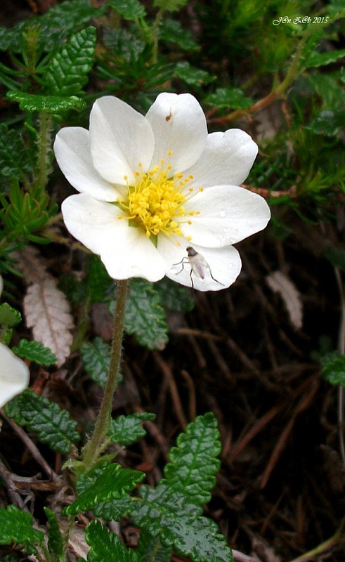 dryádka osemlupienková Dryas octopetala L.