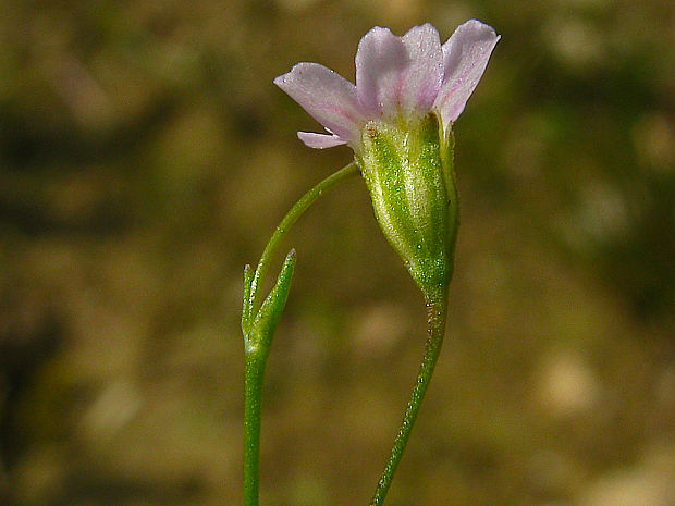 gypsomilka múrová Gypsophila muralis