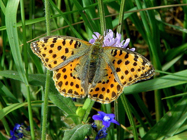 perlovec malý Issoria lathonia  Linnaeus, 1758