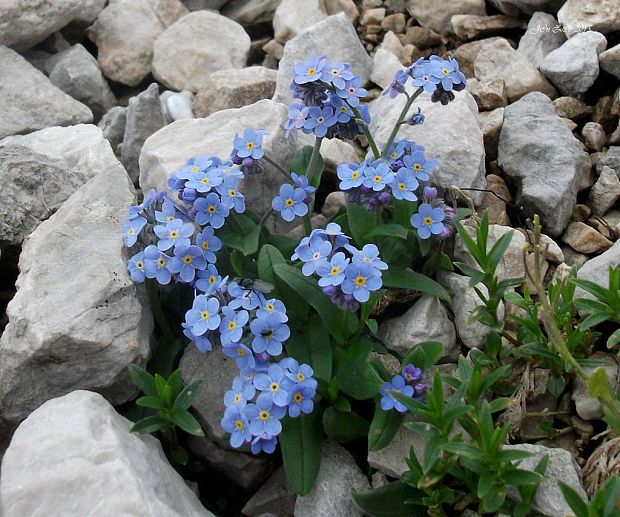 nezábudka alpínska Myosotis alpestris F. W. Schmidt