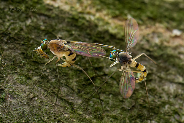 dlhonôžka Neurigona quadrifasciata