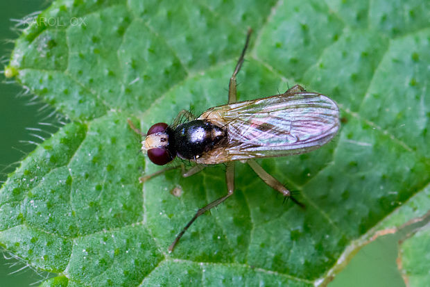 lajniarka Parallelomma albipes