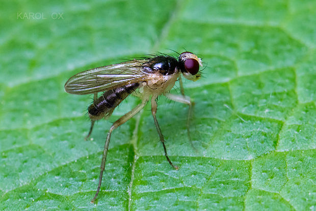 lajniarka Parallelomma albipes