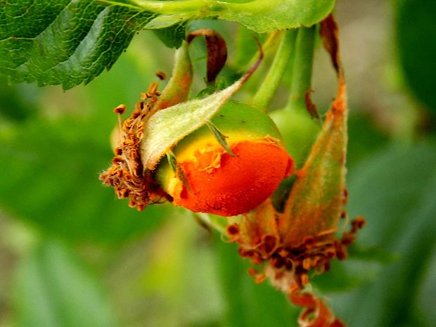 priehradkovec Phragmidium sp.