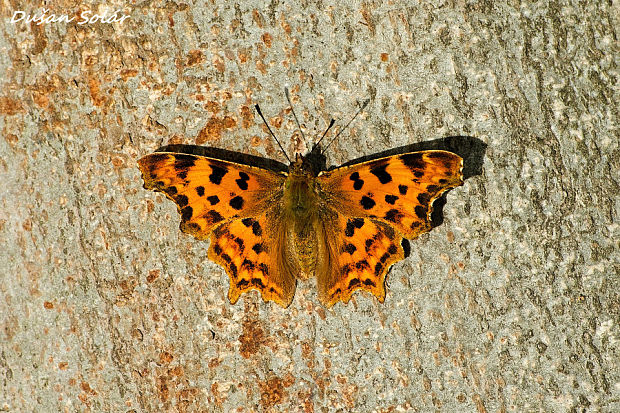 babôčka zubatotokrídla Polygonia c-album